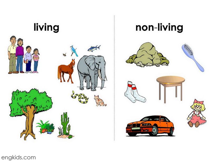 Living Non Living Things Lessons Blendspace